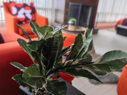 uma planta sentada numa mesa numa sala de estar em Casa Cacho em Tijuana