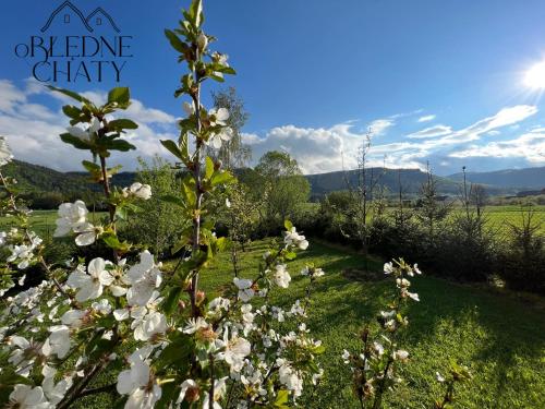 a garden with white flowers in the grass at oBłędne Chaty in Wünschelburg