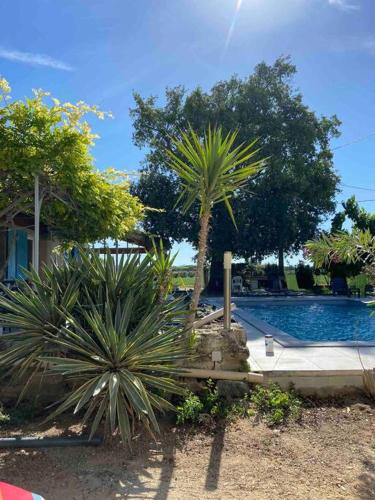 un palmier installé à côté d'une piscine dans l'établissement Maison plein pied Drome Provençale, à La Baume-de-Transit