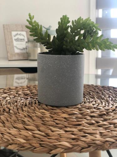 a potted plant sitting on top of a table at Departamento Los Canelos, a metros de Avenida Las Industrias- Incluye, NETFLIX DirecTV aire acondicionado, Internet in Los Ángeles