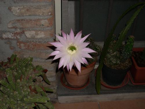 a purple flower in a pot next to other plants at Eurelios in Adrano