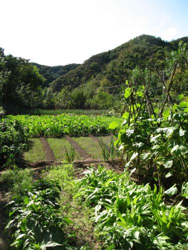 a field of crops with mountains in the background at Gubeikou Great Wall Chengtaoxiaozhu Boutique Homestay in Miyun
