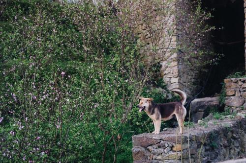 a dog standing on top of a stone wall at Samma Stay Tam Đảo in Tam Ðảo