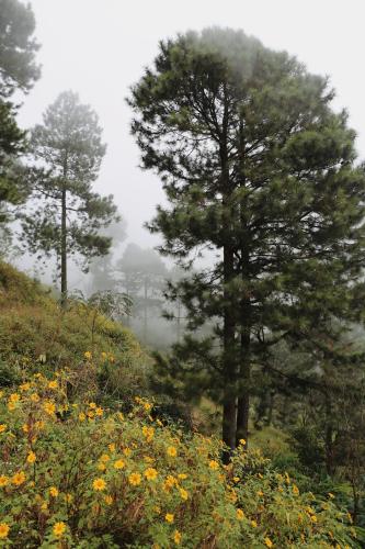 a group of trees on a hill with flowers at Samma Stay Tam Đảo in Tam Ðảo