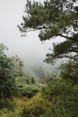 a view of a misty valley with trees on a hill at Samma Stay Tam Đảo in Tam Ðảo