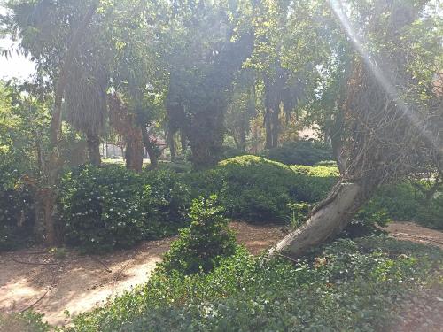 um grupo de árvores e arbustos com um tronco de árvore em הבית של יעל em Tel Aviv