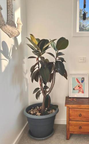 Imagen de la galería de Viola - Seaside Retreat, en Coles Bay