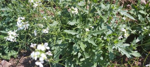 a field of green plants with white flowers at Ferienhof Holzmeister in Sankt Jakob in Haus