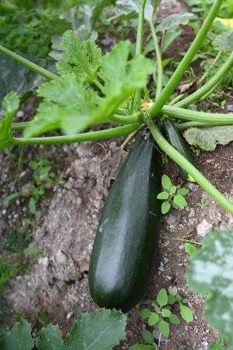 a cucumber is growing on a plant at Ferienhof Holzmeister in Sankt Jakob in Haus