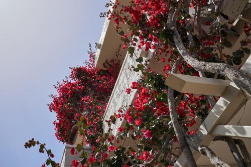 a building with red flowers on the side of it at Mila Malia Studios Hotel in Malia