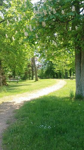 una strada sterrata vicino a un albero in un parco di Zimmer und Apartment Rosi a Krakow am See