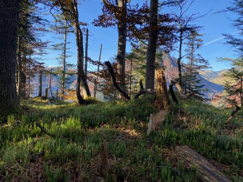 a forest with trees and mountains in the background at Herzi Chalet - top ausgestattet, neu, chic und sehr gemütlich in Walchsee