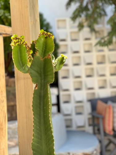 a green cactus growing on the side of a pole at PortaDelMare deluxe suites in Hydra