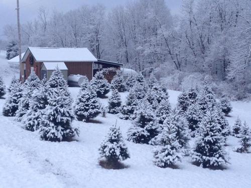 a group of trees covered in snow in front of a house at Holiday Inn Express & Suites New Martinsville by IHG in New Martinsville