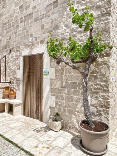 a bonsai tree in a pot next to a stone wall at Trulli Caroli in Locorotondo