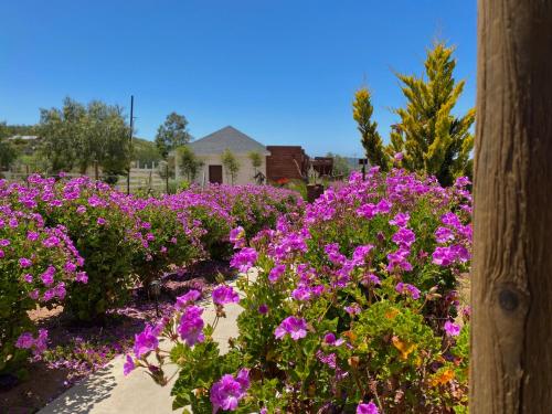 a garden of purple flowers in front of a house at Entrevalle Hotel Boutique in Valle de Guadalupe
