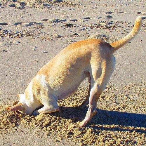 a dog playing in the sand on the beach at Cytyz Appart Hôtel in Mahajanga