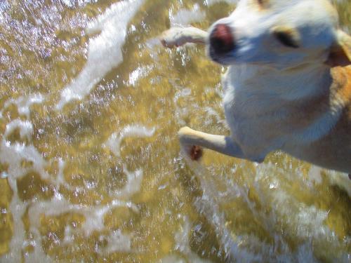 a dog is jumping in the water at Cytyz Appart Hôtel in Mahajanga