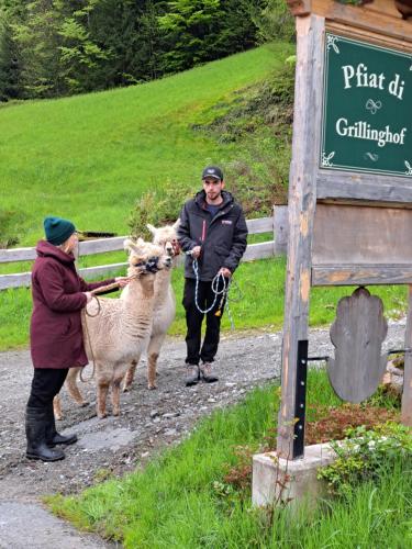 a couple of people with sheep on a path at Grillinghof in Kirchberg in Tirol
