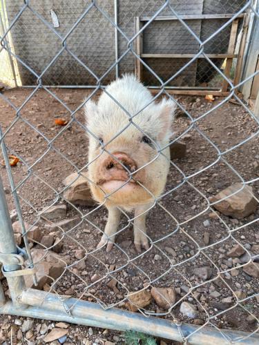 a small pig in a cage in the dirt at Silver Spur Homestead Luxury Glamping -The Miner in Tombstone