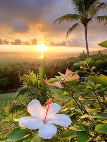 Gallery image of Kona Bayview Inn in Captain Cook
