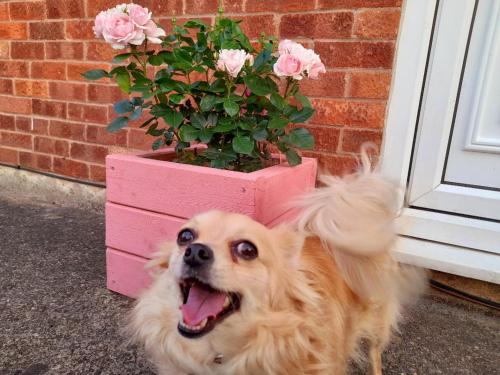 a dog standing next to a pink flower pot at Spacious Bungalow in Pinxton