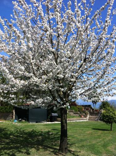 a tree with white flowers on it in a field at L'albero Del Pepe in Fiano Romano