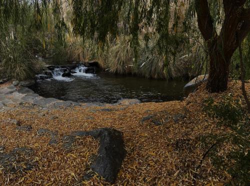 a stream of water in a forest with a tree at Alcohuaz Indomito in Alcoguaz