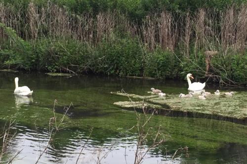 Animales en la casa o chalet o alrededores