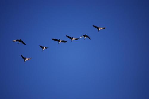 a flock of birds flying in a blue sky at The Stables in North Walsham