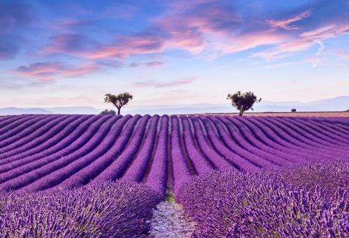 a field of lavender with two trees in the middle at La maison des collines in Allemagne-en-Provence