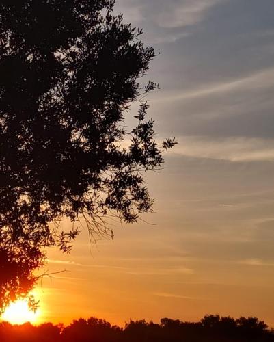 a silhouette of a tree with the sunset in the background at Refúgio na Aldeia in Ourique