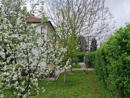 a tree with white flowers in front of a house at Green Garden Apartment in Sarajevo