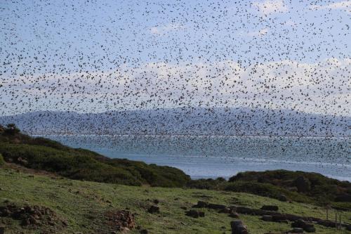 a large flock of birds flying over a field at Villetta Il Faro sul Mare in Àrbatax