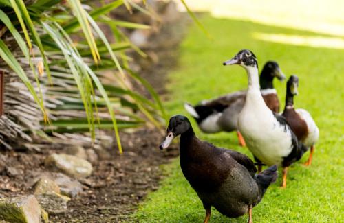 a group of ducks walking on the grass at Tall Timbers Tasmania in Smithton