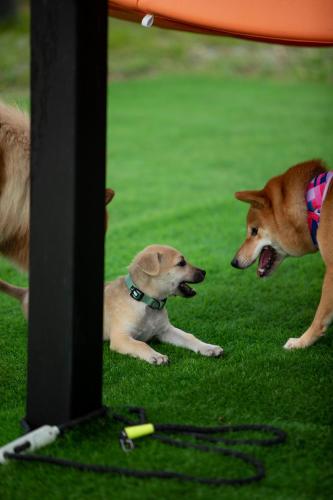 two dogs laying on the grass next to a tv at iGo Glamz 爱狗露营 Pet Friendly Glamping in Genting Highlands