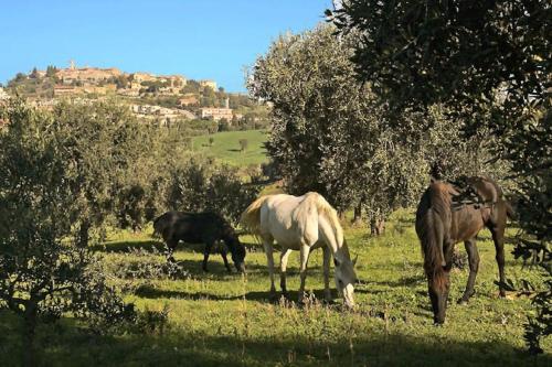 Gallery image of Near the sea flat with terrace in lovely village in Montiano