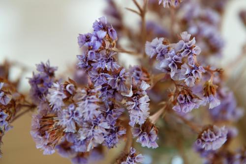 a close up of purple flowers on a plant at Villa Pasithea in Korfos