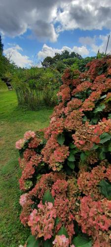 a bush of pink flowers in a field at Rectoral de Anllo in Sober