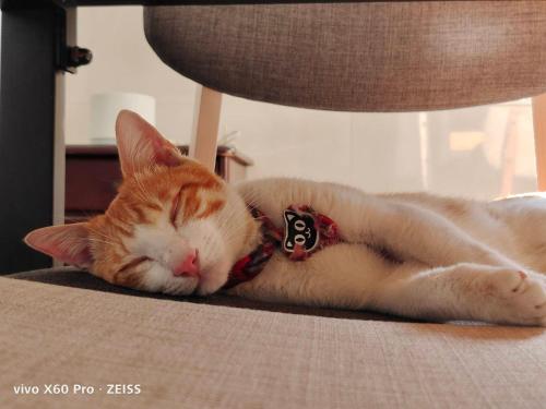 an orange and white cat sleeping on a chair at 白海民宿 Lunar Mare Inn in Xiaoliuqiu