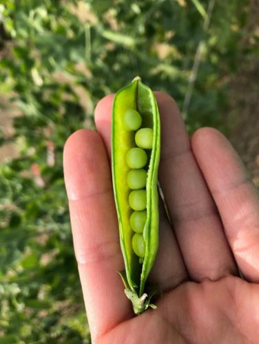 a person holding a green piece of food in their hand at CASCINA DOMINA in Gassino Torinese