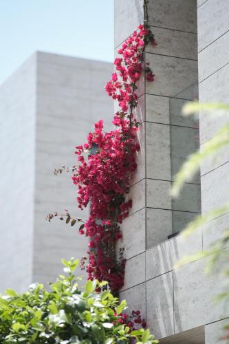 a bunch of pink flowers on the side of a building at Rammos Managed By Dedeman in Bodrum City