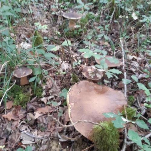 un groupe de champignons sur le sol de la forêt dans l'établissement La maison du village, à Encausse-les-Thermes