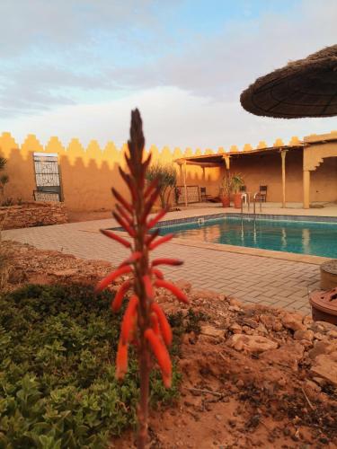 a flower in a garden next to a swimming pool at Ksar Montana Hôtel, Chambres piscine in Taforhalt