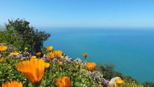 a field of flowers with the sky in the background at BEJAIA Location Appartements de 49 à 69eur in Bejaïa