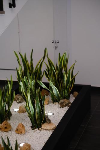 a group of plants in a room with rocks at Domea Superior Rooms Bed and Breakfast in Reggio Calabria