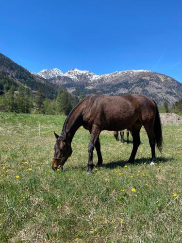 a brown horse grazing in a field of grass at Apartment Haus Christina in Großkirchheim