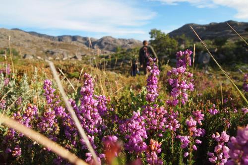 Gallery image of Mountain Log Cabin O Lobo in Cabeceiras de Basto
