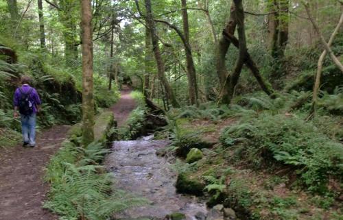 a man walking down a trail in the woods at The Downshire Arms Apartments Hilltown in Newry