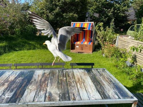 ein Vogel, der auf einem Tisch fliegt in der Unterkunft Esther in Norddorf